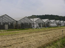 岡山でも有数のバラ園