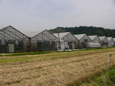 岡山でも有数のバラ園